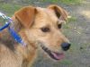 perro: Cruce de Fox Terrier