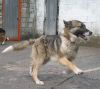 Neron jugando