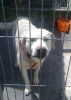 Reno nos mira