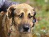 perro: Mestizo (canela)