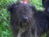 perro: Mestizo (negro y blanco)