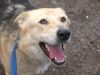 perro: Cruce de Pastor Alem�n