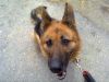 perro: Pastor Alem�n
