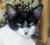 gato: Com�n Europeo