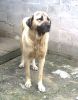 perro: Mastin