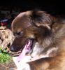 perro: mestizo