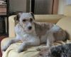 Telva posando