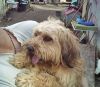 Lucky en brazos