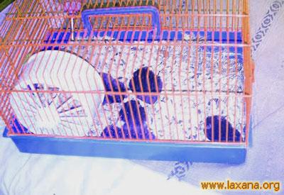 Hamsters 3