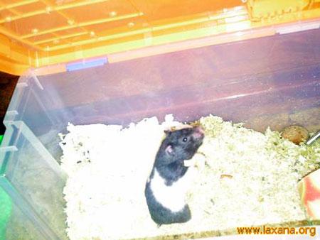 Hamsters_2