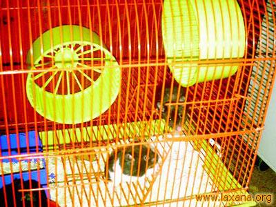 Hamsters_3