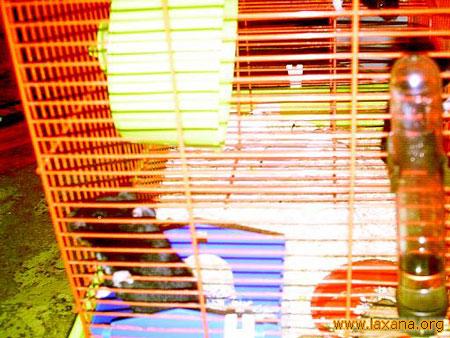 Hamsters_4