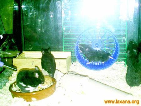Hamsters_5