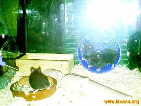 Hamsters_6