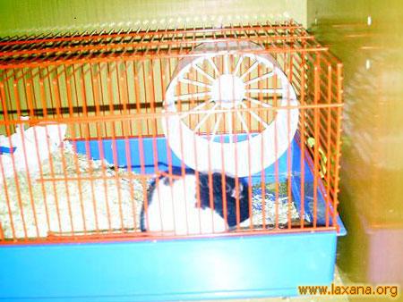 Hamsters_7