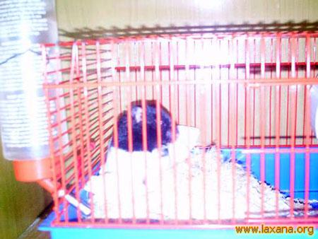 Hamsters_8