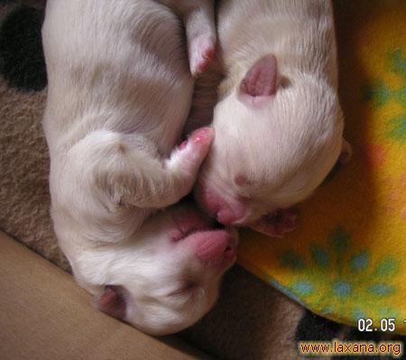 Dos bebes 2