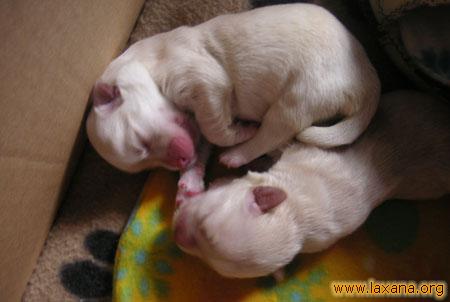 Dos bebes 3