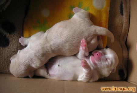Dos bebes 4