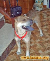 Blonda adoptada