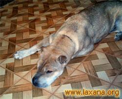 Blonda en su casa
