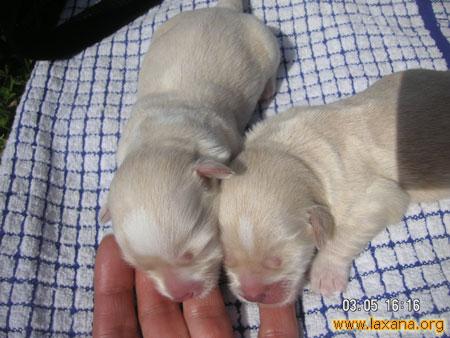 Dos bebes 5