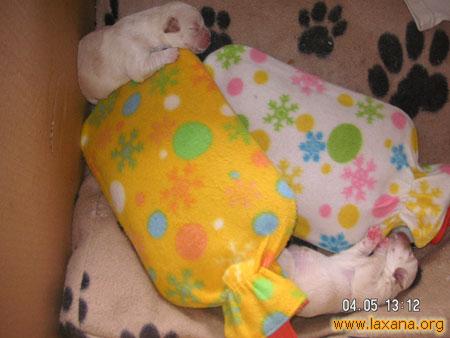 Dos bebes 6