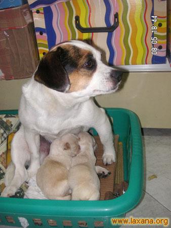Dos bebes y mama adoptiva