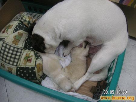 Dos bebes y mama adoptiva 2