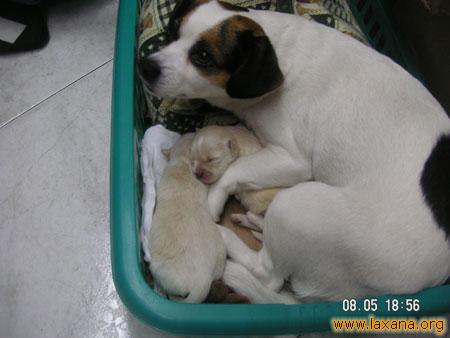 Dos bebes y mama adoptiva 3