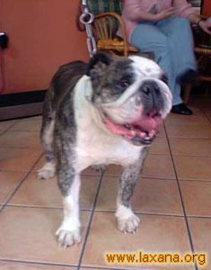 Neska, la bulldog