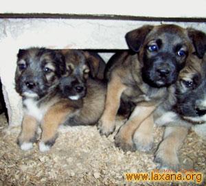 Cachorras en peligro