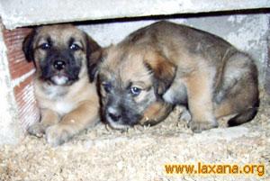 Cachorras en peligro 2