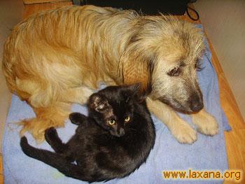 Bruno con Isis
