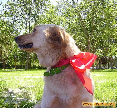 Lily con lazo