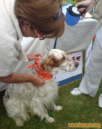 Setter con nuestro pa&ntilde;uelo