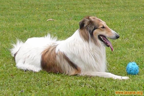 Perrita collie extraviada