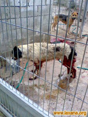 Perro herido