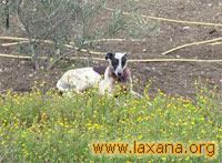 Animal herido