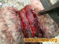 Cuello