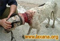 Galgo herido