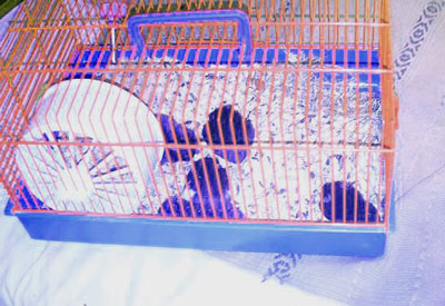 Hamsters 3