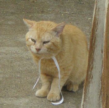 Garfield en el albergue