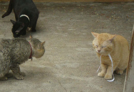 Garfield en el albergue 2