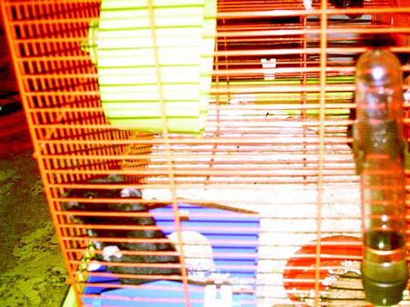 Hamsters_4