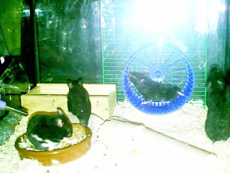 Hamsters_5