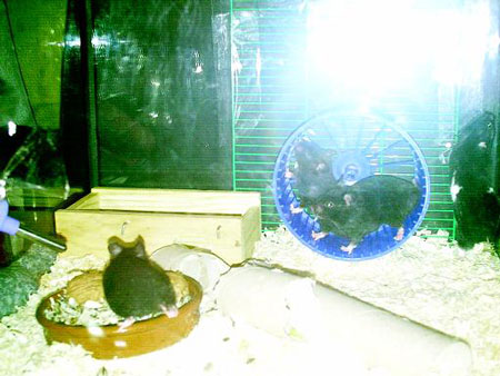 Hamsters_6