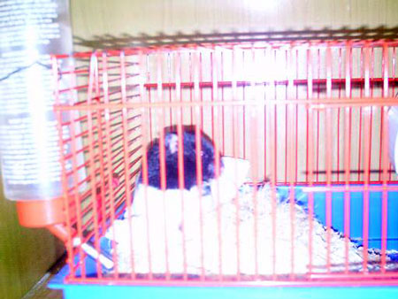 Hamsters_8