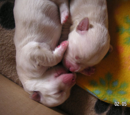 Dos bebes 2