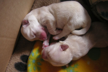 Dos bebes 3